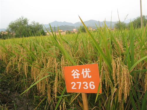 水稻基地