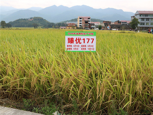 水稻基地